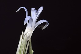 野生花卉,echinwps,花園
