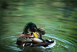 鴨,水,鳥