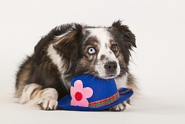 狗,纯种狗,英国牧羊犬