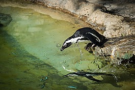 企鵝,動(dòng)物,水
