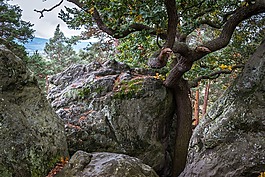 橡樹,巖,魔鬼的墻