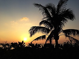 日落,植物,海滩