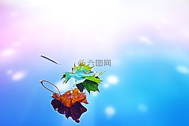 秋天,秋,葉子