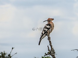鳥,鵀,科