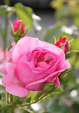 玫瑰,花園,花