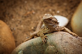爬行動物,兩棲類動物,動物園
