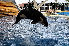 orka,orcashow,loropark