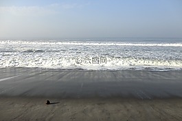 椰子,海,海洋