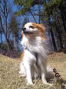 狗,小狗,步行