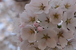 櫻花盛開,春天,鮮花