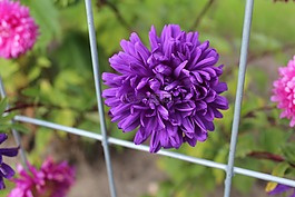 阿斯特拉,花園的花,秋