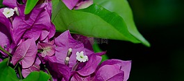 熱帶花卉,九重葛,灌木籬墻