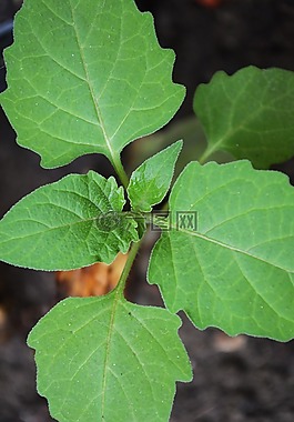 性質(zhì),葉,綠色