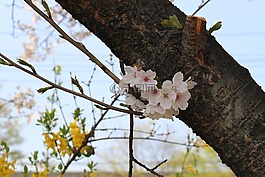 櫻花盛開,春天,鮮花