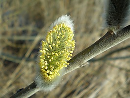 布什,牧場,開花
