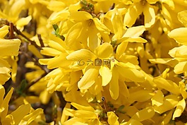連翹,春天,鮮花