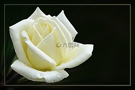 玫瑰,豐花,玫瑰綻放