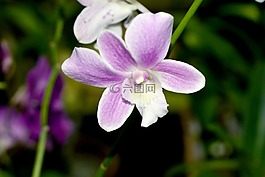 蘭花,花,性質