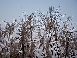 里德,雜草,河