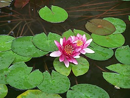 蓮花,植物,水生植物