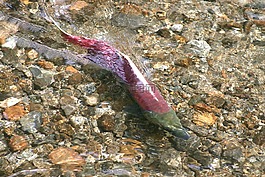 三文魚,魚,阿拉斯加州