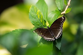 蝴蝶,昆蟲(chóng),大自然
