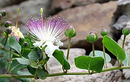 kapernbluete,捕捉,芽