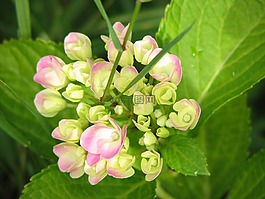 八仙花,盛開,成長