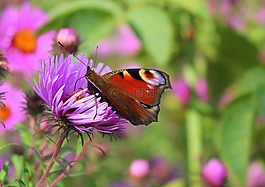 彩绘孔雀,紫色花,花园