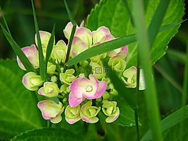 八仙花,盛開,成長