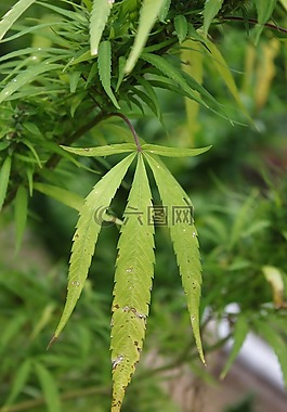 大麻,葉子,廠