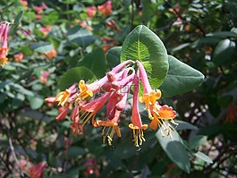 金銀花,粉紅色的花,粉紅色