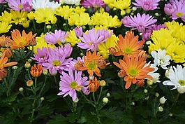 鮮花,雛菊,顏色