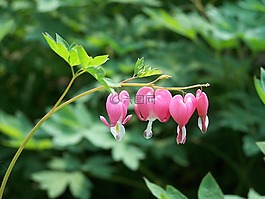 流血的心,粉紅色,鮮花