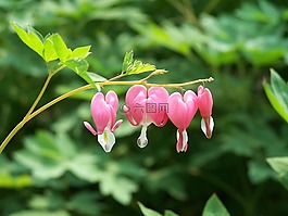 流血的心,粉紅色,鮮花