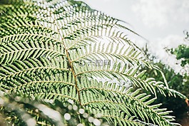 蕨類植物,植物,綠色