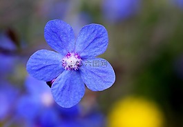開花,藍(lán)色,野花