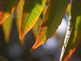 叶子,秋,毒藤