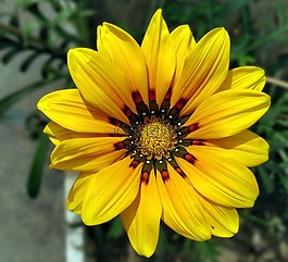 花,自然,植物區(qū)系