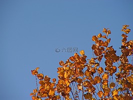 葉子,秋,顏色