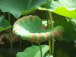 蓮花,葉子,夏天
