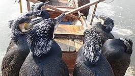 鸕鶿,鳥,中國