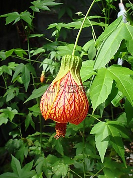 鐘花,植物,花園