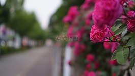 街,鮮花,玫瑰