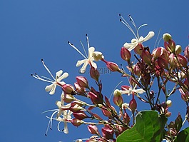 花,白,花園