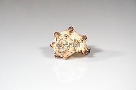 貝殼,海,扇貝