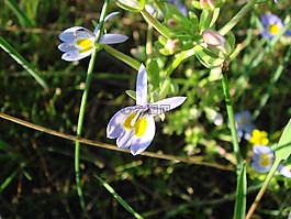 野生花卉,紫色花,自然