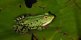 青蛙,水蛙,動物