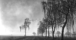路,陰沉,樹木