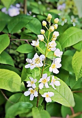 厂,deutzie,maiblumenstrauch